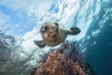 baby sea lion in la paz
