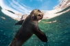 california sea lion in la paz