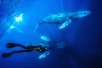 humpback whale swimming magdalena bay