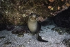 baby sea lion baja california sur