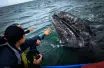 grey whale adventure mag bay