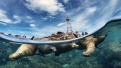 snorkel with sea lions in la paz