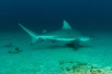 dive with bull sharks in cabo pulmo