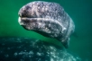 gray whale underwater magdalena bay