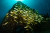 dive with school of fishes in cabo pulmo