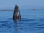 grey whale sighting puerto chale