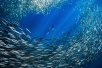 striped marlin and sardine bait ball baja california sur