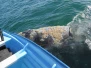 grey whale encounter mag bay