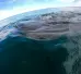snorkel with whale shark la paz