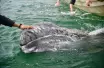 touching gray whale magdalena bay