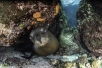 sea lion female la paz