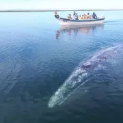 Gray whale in Magdalena bay